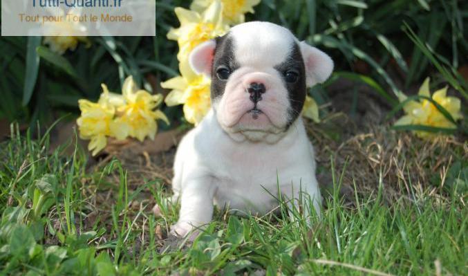 donner chiot bouledogue français femelle...