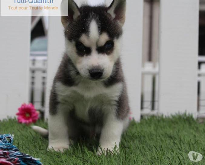 husky de sibérie chiots à vendre