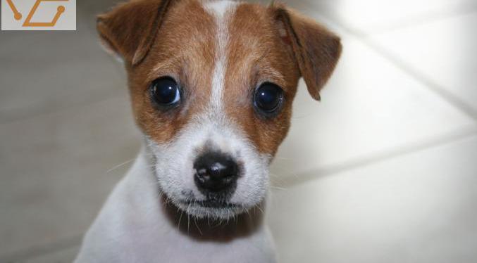 Je donne mon superbes jack russell femelles l...