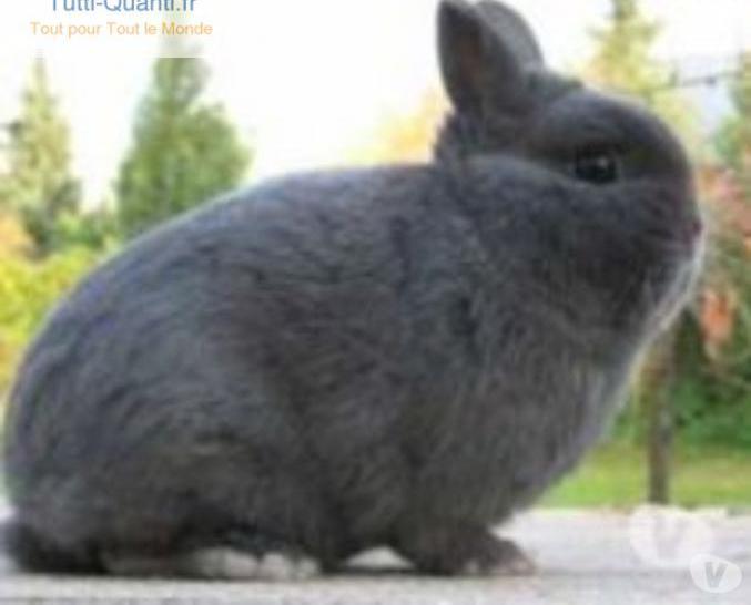 Lapin nain