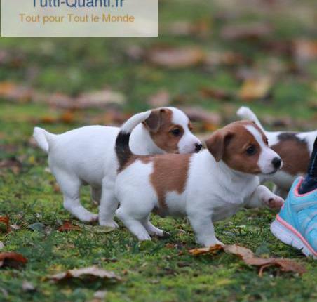 magnifique ciots jack russell disponible de s...