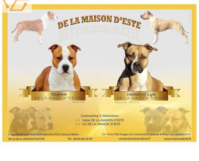 magnifiques chiots american staff lof