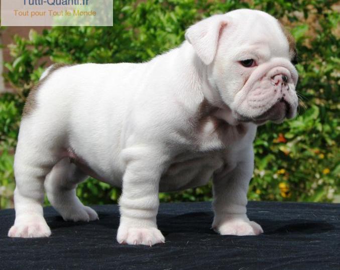 magnifiques chiots bulldog anglais