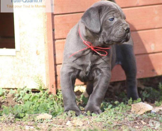 Reste 2 magnifiques femelles cane corso lof