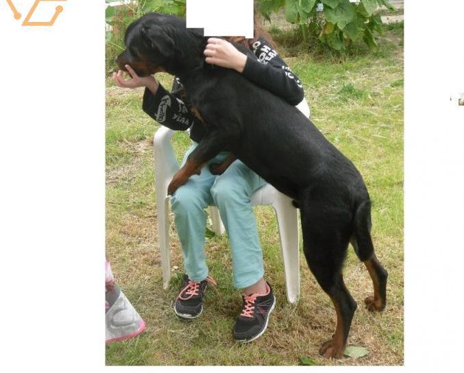 rottweiler lof