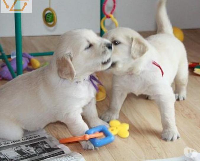 Superbe bb chiots golden retriever