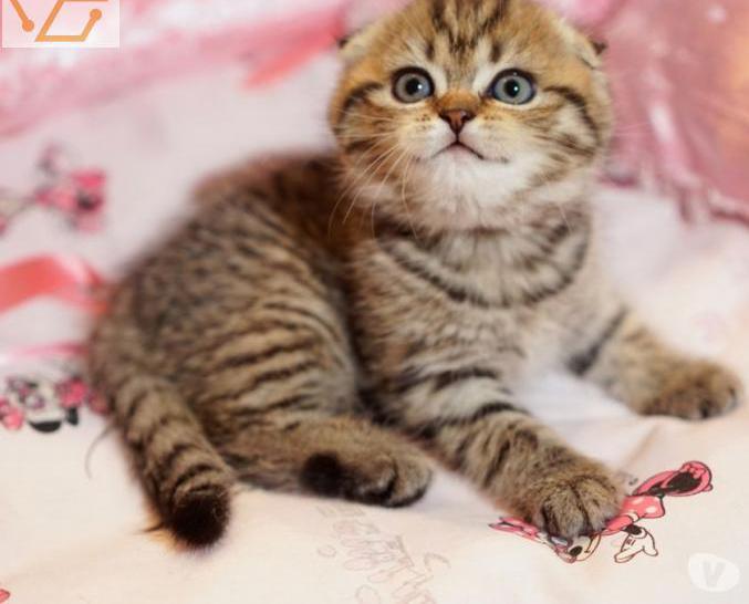 superbe chatons scottish fold et straight