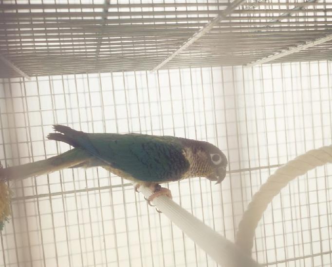 Conure de molina pyrrhura molinae 1