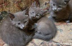 4 beaux chatons chartreux loof disponibles