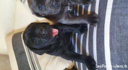 chiots cane corso