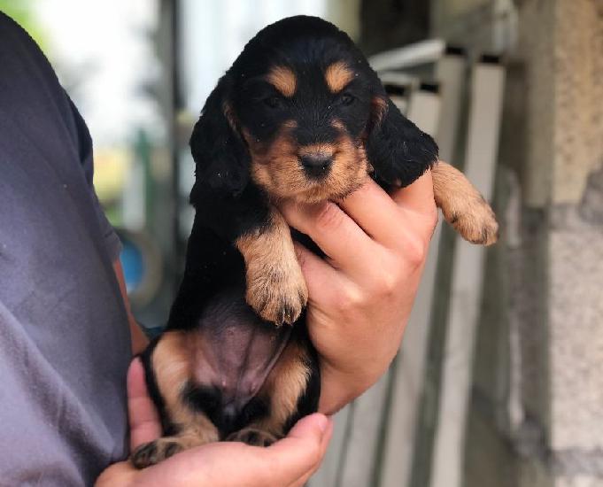 Cocker Golden Animaux Juillet Clasf