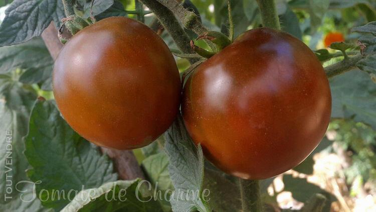 10 graines de tomate rare cassonade c'est si