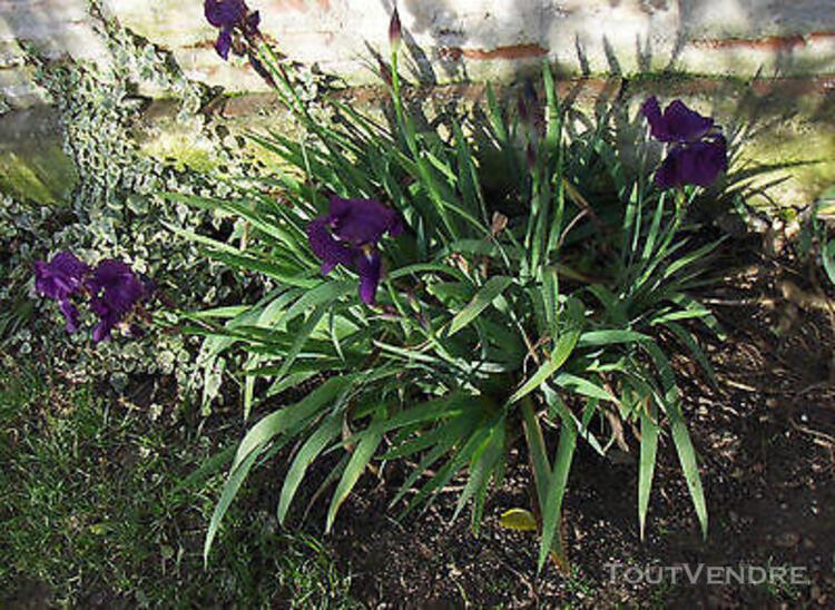 Lot de 100 rhizomes iris germanica intermédiaire violet var