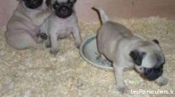 chiots carlin (pug) trés beaux disponible pour adop