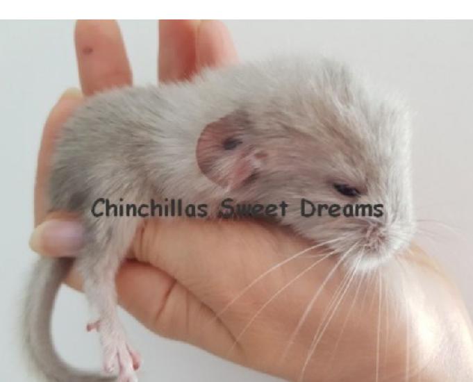 4 chinchillas nouveau-nés à réserver maintenant élevage