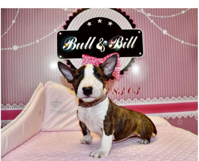 magnifique bull terrier miniature femelle