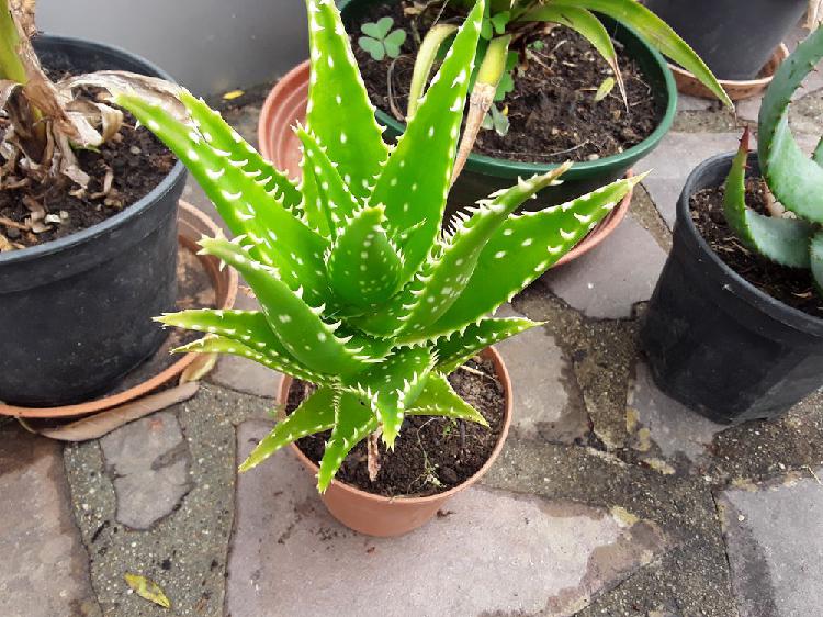 aloe nobilis golden hauteur 26 cms occasion, mortain (50140)