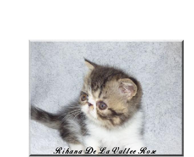 chaton exotic shorthair femelle loof