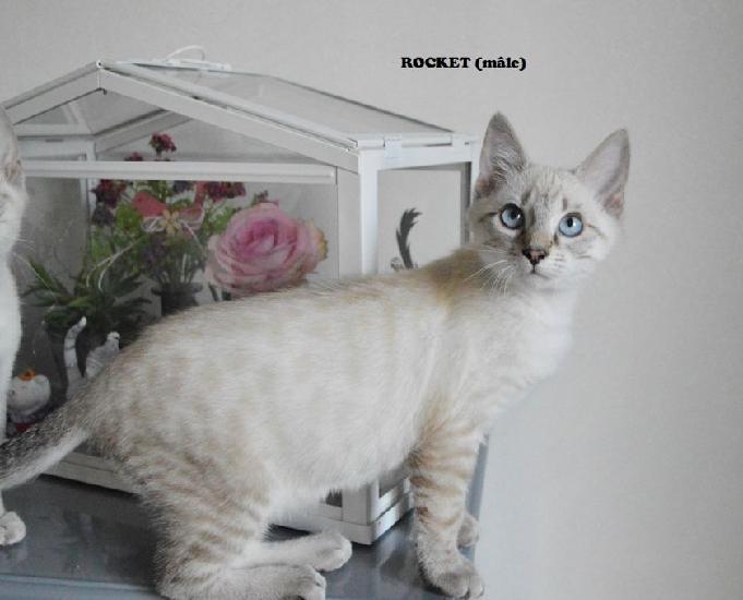 Chaton Ragdoll Croise Siamois Animaux Novembre Clasf