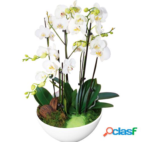 Coupe d'orchidÃ©es du fleuriste