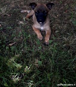 chiots type berger belge malinois non lof