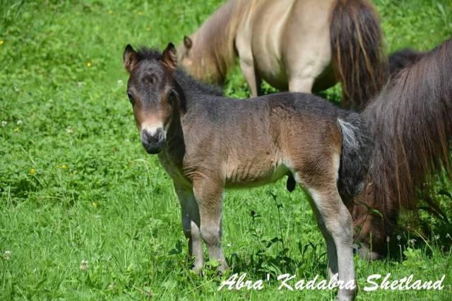 Kinder surprise a&#39;k poulain poney miniature