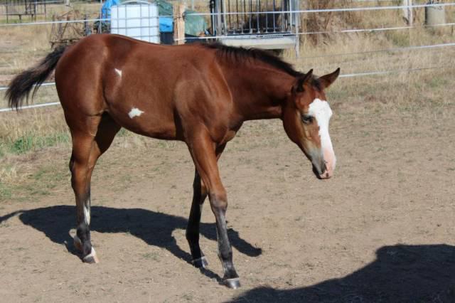 pouliche paint horse