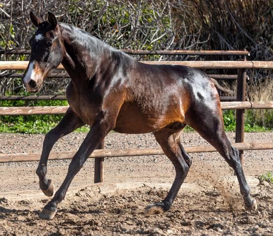 rayito: super joli poulain pre 2 ans isabelle fumé.