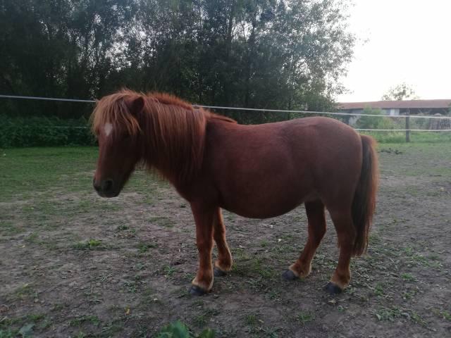 poulinière shetland pp