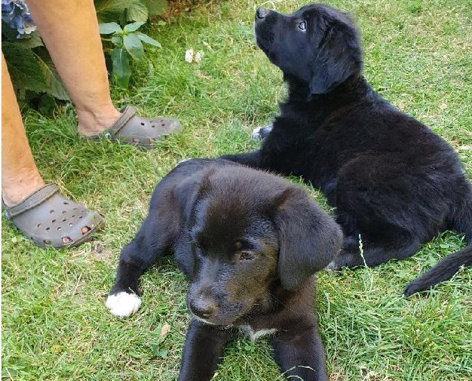 Chiots croisés labrador-golden retriever berger australien