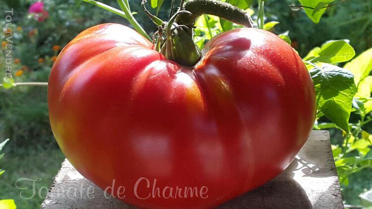 10 graines de tomate yuri gagarin tomato seeds méth.bio