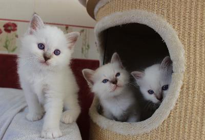 Chatons type sacre de birmanie mâle et femelle