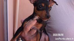 chien pinscher