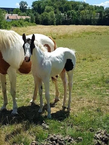 cheval