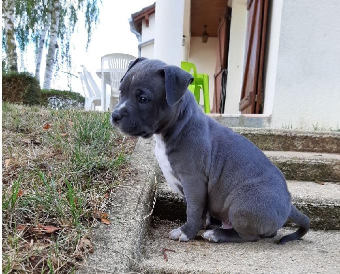 Staff Bleu Animaux Aout Clasf