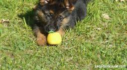 Chiot berger allemand