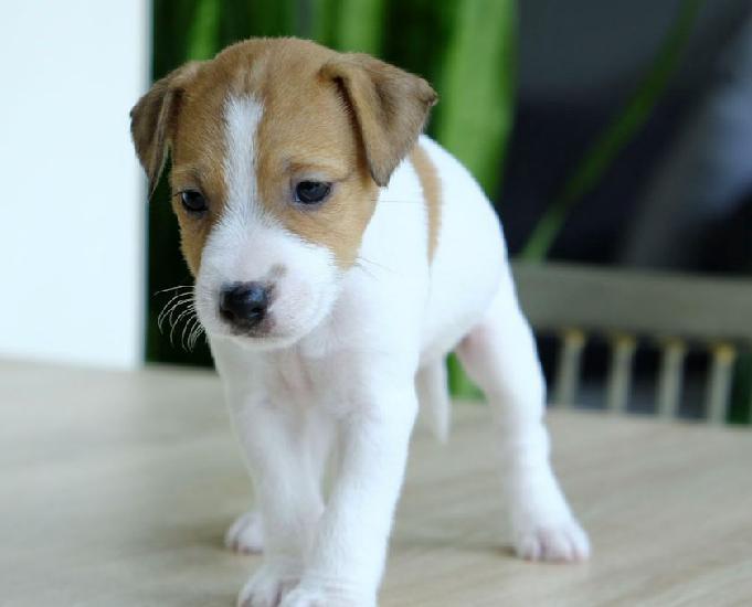 a reserver magnifiques chiots parson russell jack russell