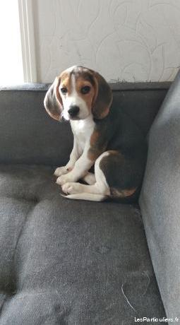 chiot beagle femelle