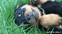 Chiots rottweiler