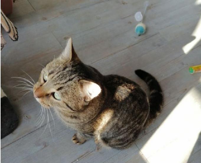 grizouille 3 ans chat tigré tres gentil a adopter