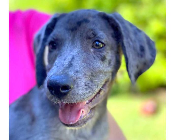 pohaku, chiot femelle croisée créole