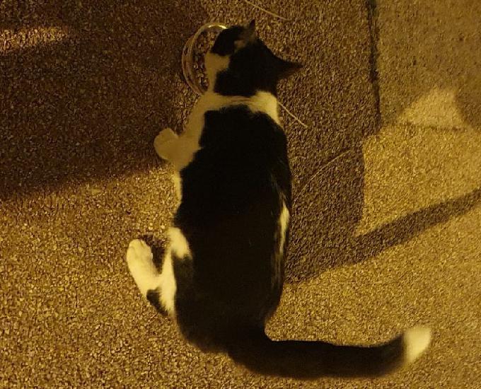 Trouvé chat male noir et blanc