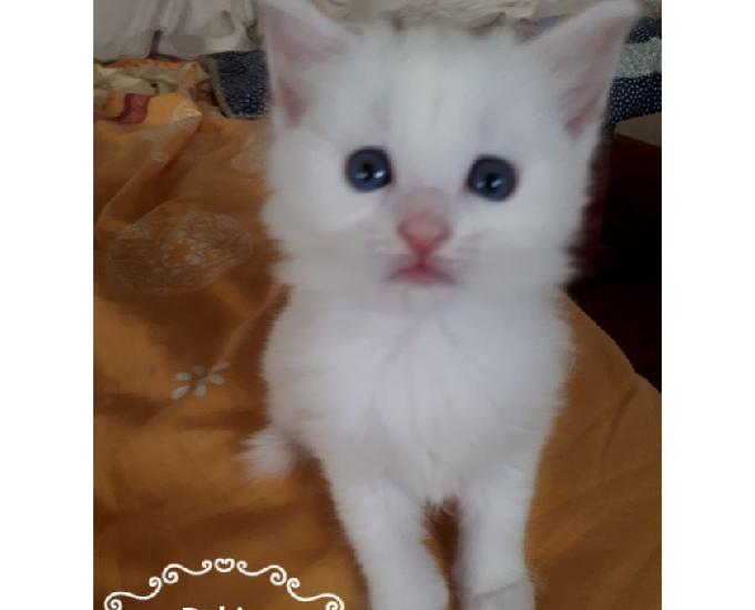 chaton angora turc