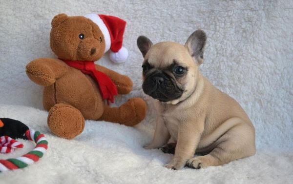 Bouledogue francais