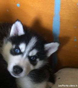 chiot husky sibérien femelle