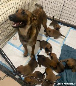 chiots malinois