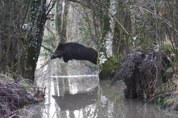 action chasse grand gibier occasion,