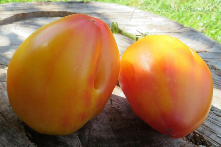 10 graines de tomate rare orange russian 117 heirloom tomato