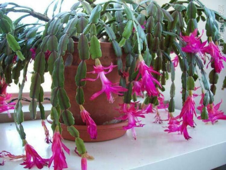 Schlumbergera russelliana → 3 boutures - collection