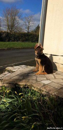 chiot berger allemand